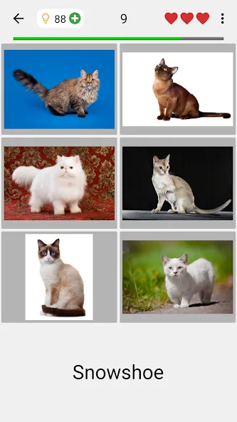 Cats Quiz Guess Popular Breeds  [МОД Mega Pack] Screenshot 2