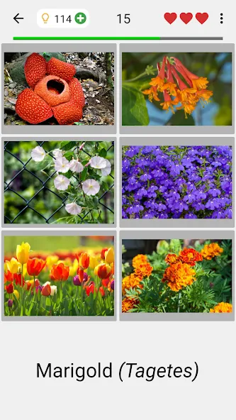 Flowers Quiz - Identify Plants  [МОД Menu] Screenshot 2