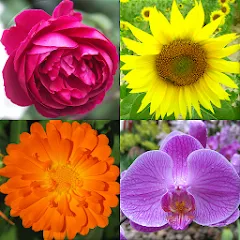 Взлом Flowers Quiz - Identify Plants  [МОД Menu] - стабильная версия apk на Андроид